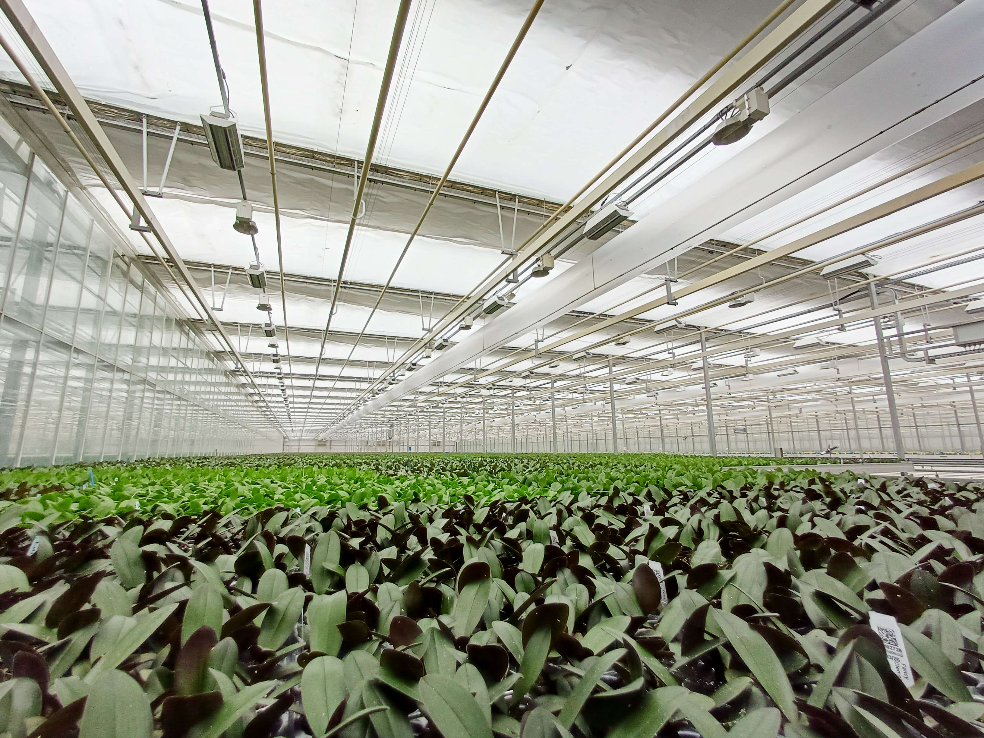 Application of a Pearl screen in a greenhouse