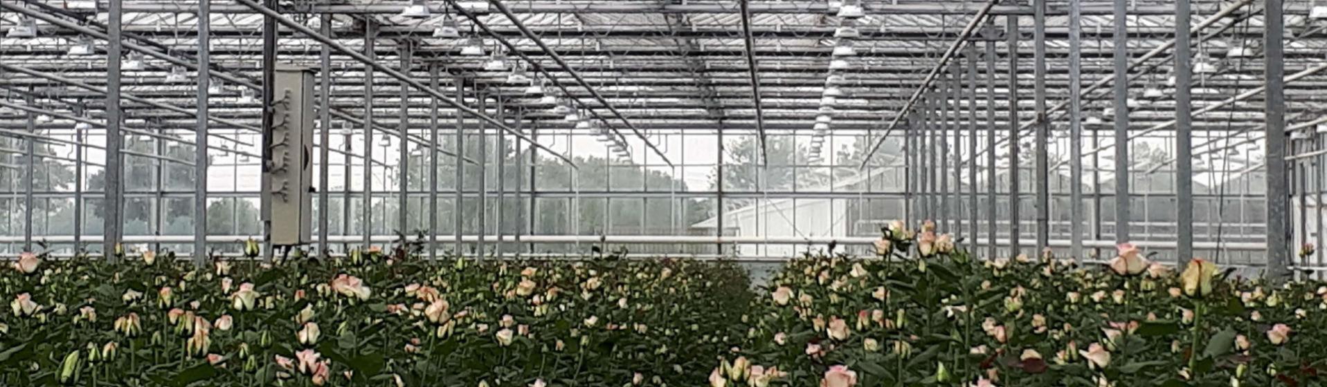 Light restriction screens in Dutch greenhouse