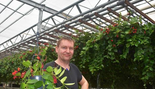 PhormiTex 55, Super & Lumina 60 O - Hordijk Plants