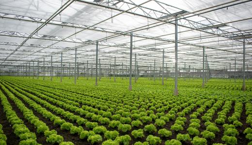 PhormiTex Crystal - Lettuce grower J. van den Berg